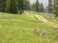 Sandhill Cranes